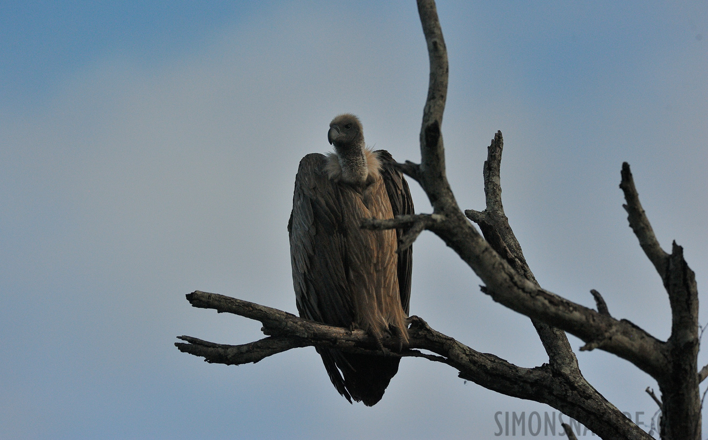 Gyps africanus [440 mm, 1/4000 Sek. bei f / 8.0, ISO 2000]